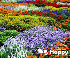 DWARF PERENNIAL WILD MEADOW MIXTURE - 0.5g seeds for 2m² - PERENNIAL WILDFLOWER