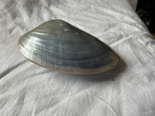 Polished mother pearl - polished, of
