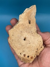 Gorgeous Triceratops Skull Frill Fossil Hell Creek Montana Dinosaur