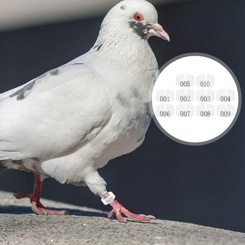 100 pcs poultry leg bands - 100,