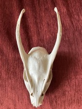 deer skull muntjac buck