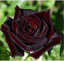 Black Rose Seeds Garden Plant Flower Blood Rose Seeds  UK