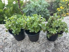 3 X Sedum Spurium Dragon’s Blood  Ground Cover, Plants In 9 Cm Pots.