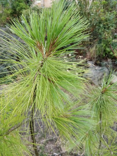 Bhutan pine pinus wallichiana - bhutan, pine/pinus