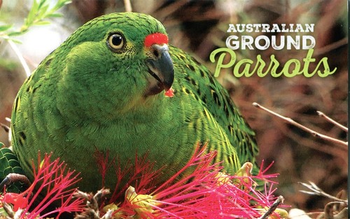 2024 australian ground parrots - 2024,