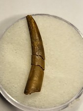 Pterosaur Tooth Kem Kem Dinosaur Fossil *See Photos And Description* (Ref301)