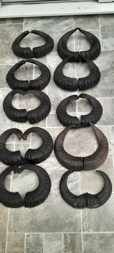 Pairs black ram horns - 10,