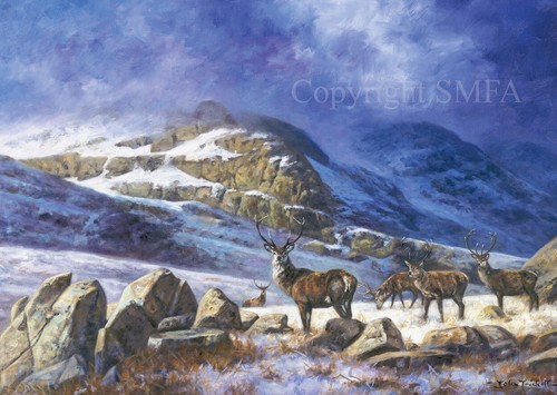 Stag christmas cards the - cards, 'on