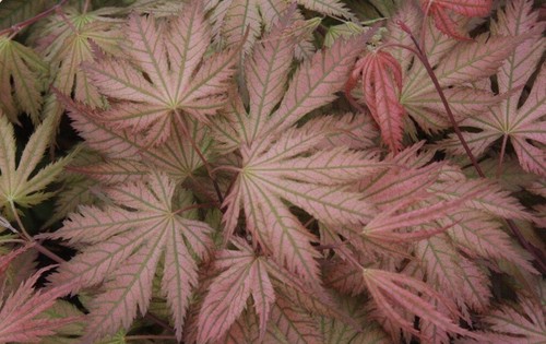 Acer palmatum ariadne rare - acer,