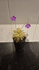 Temperate Butterwort