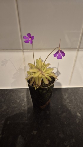 Mexican butterwort pinguicula - butterwort,