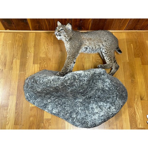 Full size american bob cat - bob,
