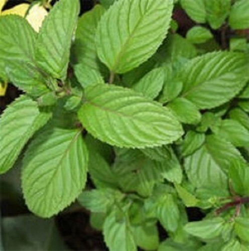 Lime mint mentha piperita - x,