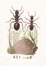 1960 RED WOOD ANT Print - Vintage Insect Wall Art - 7.5 x 10.6 Inches
