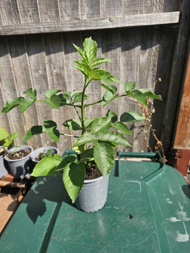 Elder tree sapling - tree, inc
