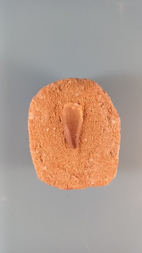 Fossil mosasaur tooth - mosasaur,