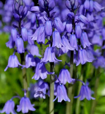 Bluebells English 8x Bulbs -