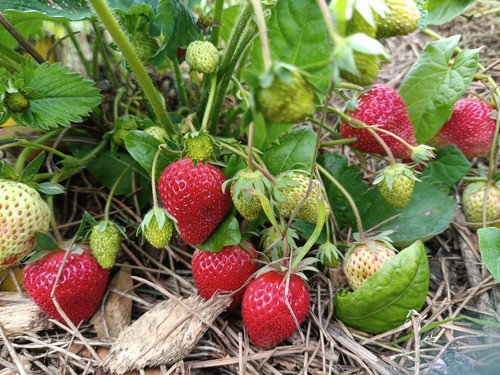 Strawberry big runners to - 10,
