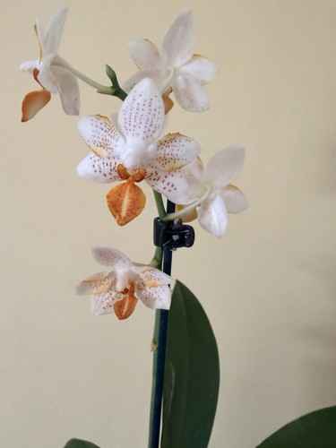 Phalaenopsis mini mark in - mini,