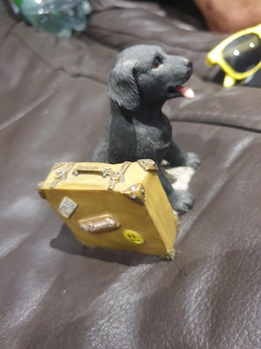 Leonardo collection dog - leonardo, studio