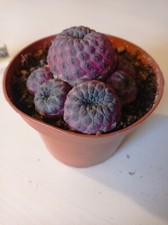 Weingartia rauschii. f