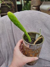 Opuntia Cactus (Prickly Pear