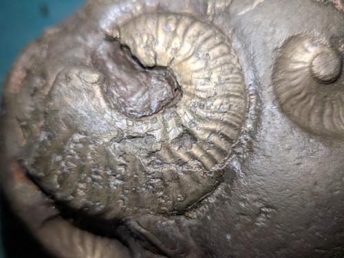 Golden pyrite ammonite - golden,