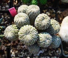 Rare Cacti Plant Pelecyphora