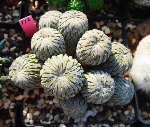 Rare cacti plant pelecyphora - cacti,