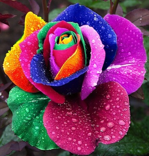 Seeds multi colours - 20, rare