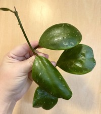 Rare Hoya Obovata Amelia Outer Aurea Variegated Rooted Rarely Offered ?