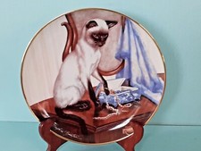 Touch Velvet Siamese Cat