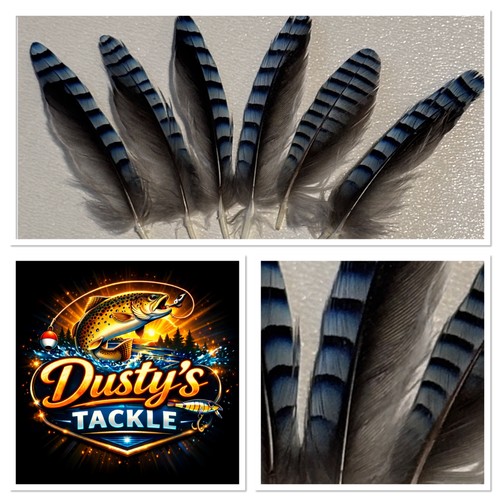 Blue jay wing - 6, pack