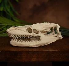 XL Life-Size Python Skull