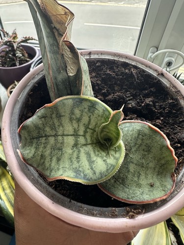 Sansevieria kirkii silver - kirkii, 'silver