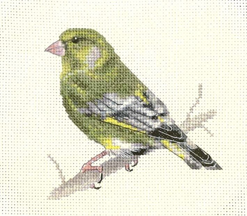 Greenfinch garden bird - greenfinch,
