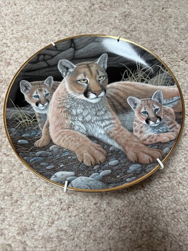 Mountain lions michael - mountain,