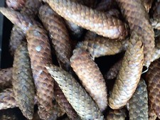 12 giant pine cones for floristry, decorations, crafting and kids activities.