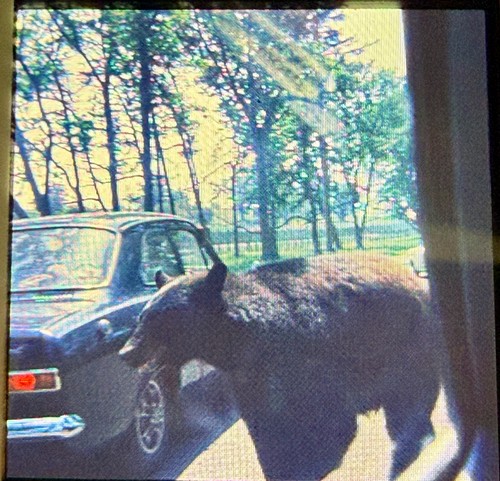 Ford escort large bear - ford,