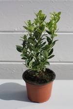 3x Ilex Crenata 10cm Pot Ideal