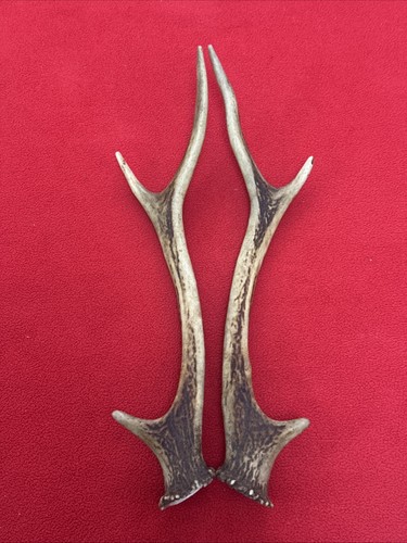 Pair sika deer antlers - deer,