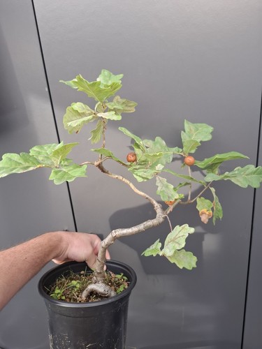 Oak bonsai tree - ,