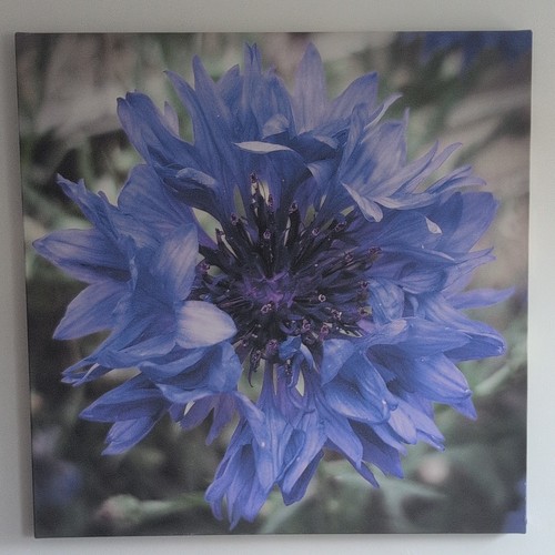 Framed blue flower - blue,