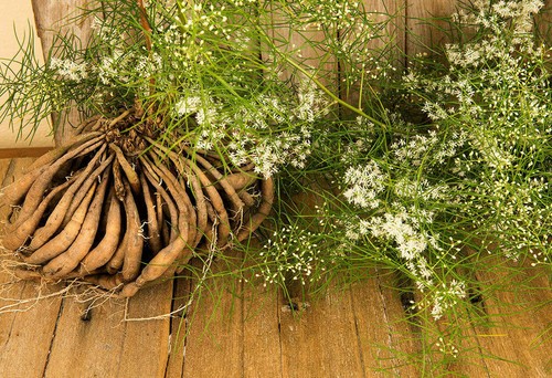 Asparagus racemosus - asparagus,