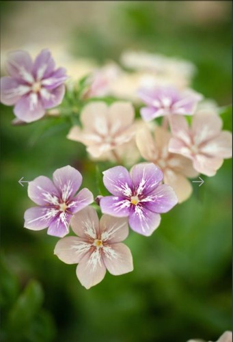 Phlox drummondii grandiflora - phlox,,