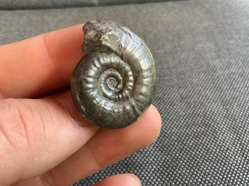 Grammoceras jurassic - grammoceras,