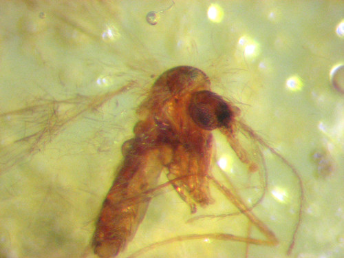 Pliocene amber kenya africa - amber,