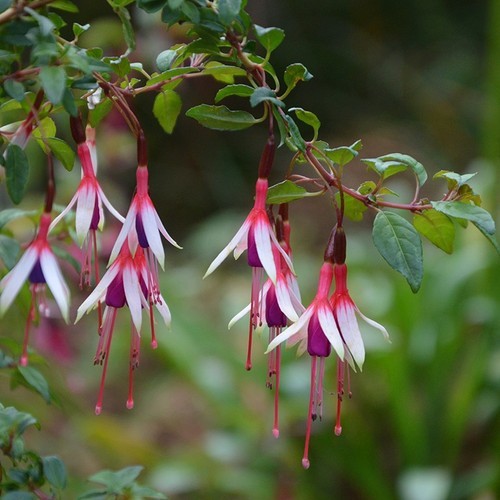 Fuchsia magellanica