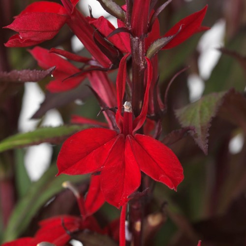 Lobelia starship scarlet - lobelia,
