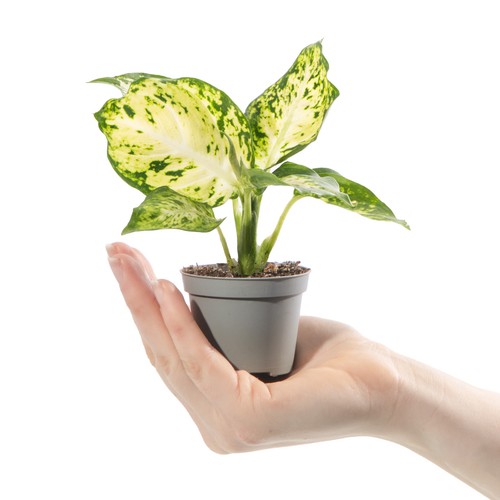 Baby dumb cane - dumb, plant
